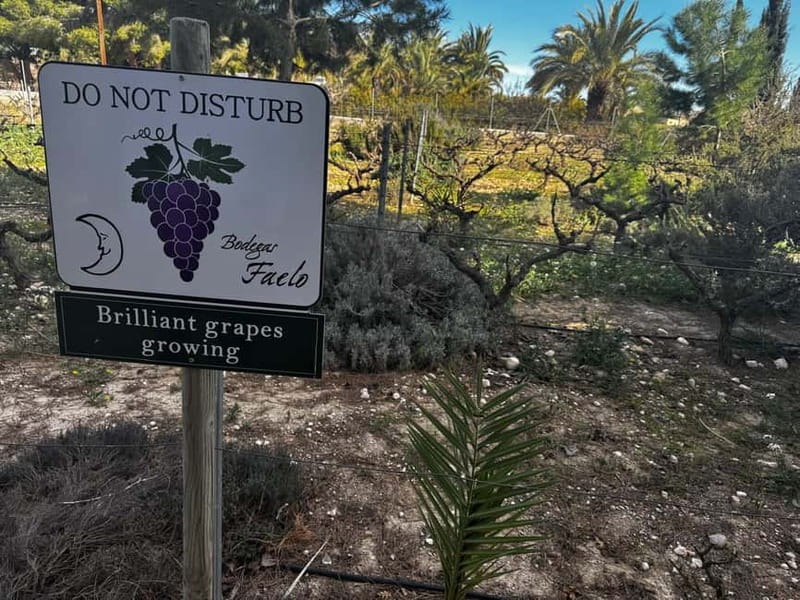 Alicante; Wine Tour, Wineries, Food and Transfer included - Inside the selected winery