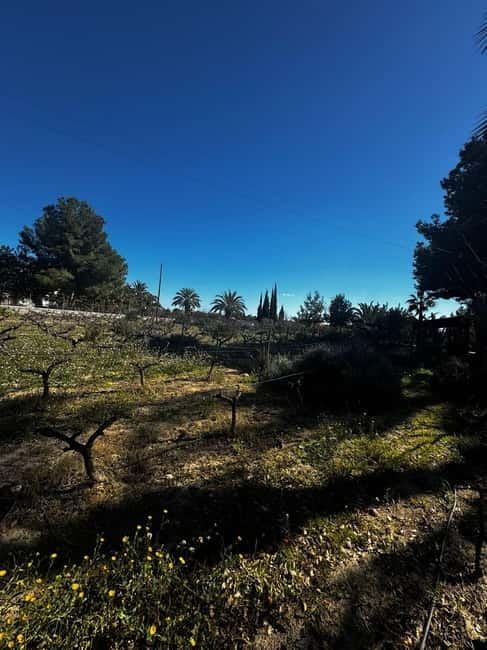 Alicante; Wine Tour, Wineries, Food and Transfer included - What the tapas add to the tasting