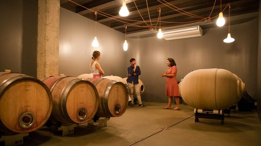 Bardolino: Vineyard Tour with Wine and Food Tasting - Should you book it?
