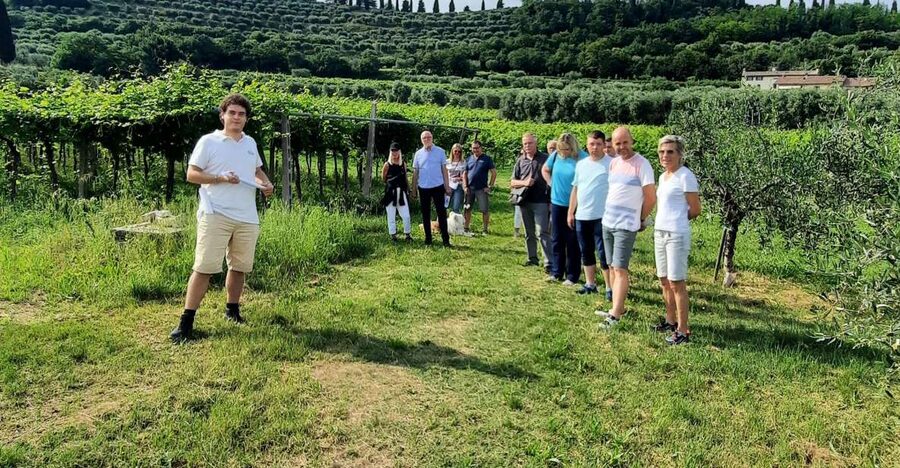 Bardolino: Vineyard Tour with Wine, Olive Oil & Food Tasting - Walking through Bardolino DOC vines and olive trees