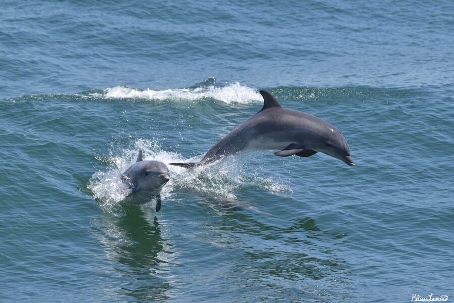 Cape May: Sunset Dolphin Watching Cruise with Food - Key points to know before boarding
