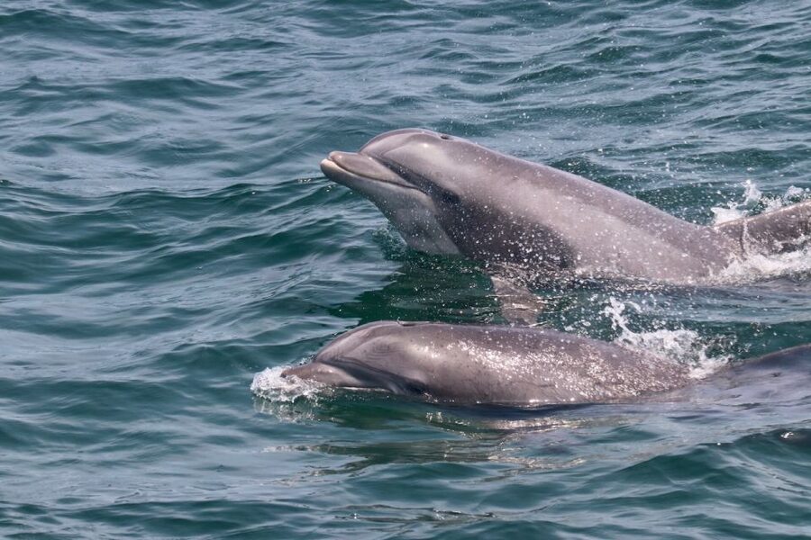 Cape May: Sunset Dolphin Watching Cruise with Food - Why this two-hour Cape May cruise works so well