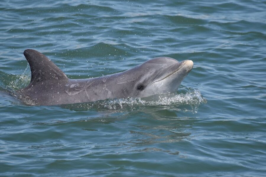 Cape May: Sunset Dolphin Watching Cruise with Food - Looking for dolphins in their natural habitat