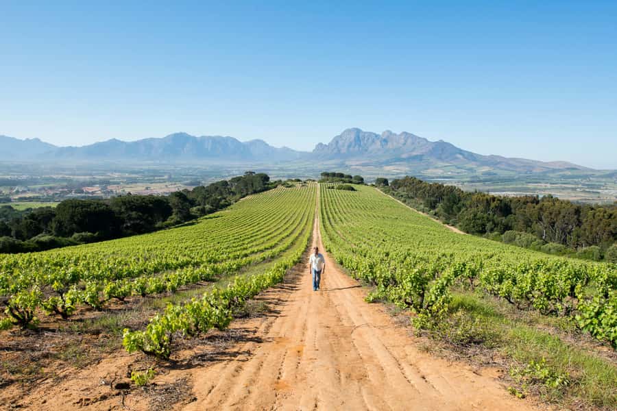 Cape Town: Full-Day Winelands Tour with Wine Tastings & Food - Paarl and the first food pairing