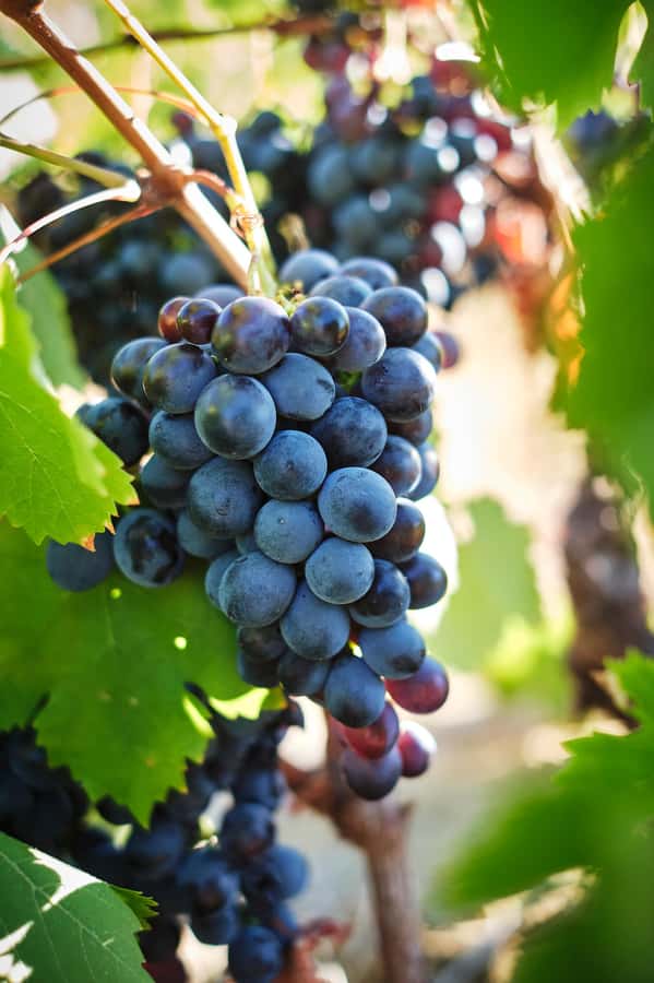 Cape Town: Full-Day Winelands Tour with Wine Tastings & Food - Stellenbosch and the story of Pinotage