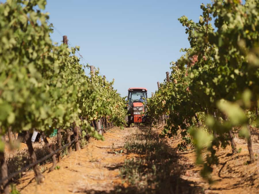 Cape Town: Full-Day Winelands Tour with Wine Tastings & Food - What the guides add