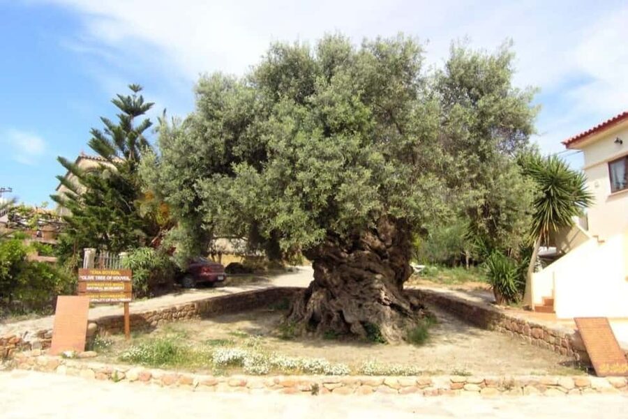 Chania Area: Food Tasting Tour with Winery Visit - Vouves and a 3,000-year-old olive tree