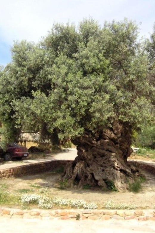 Chania Area: Food Tasting Tour with Winery Visit - Pnevmatikakis Winery in Kissamos