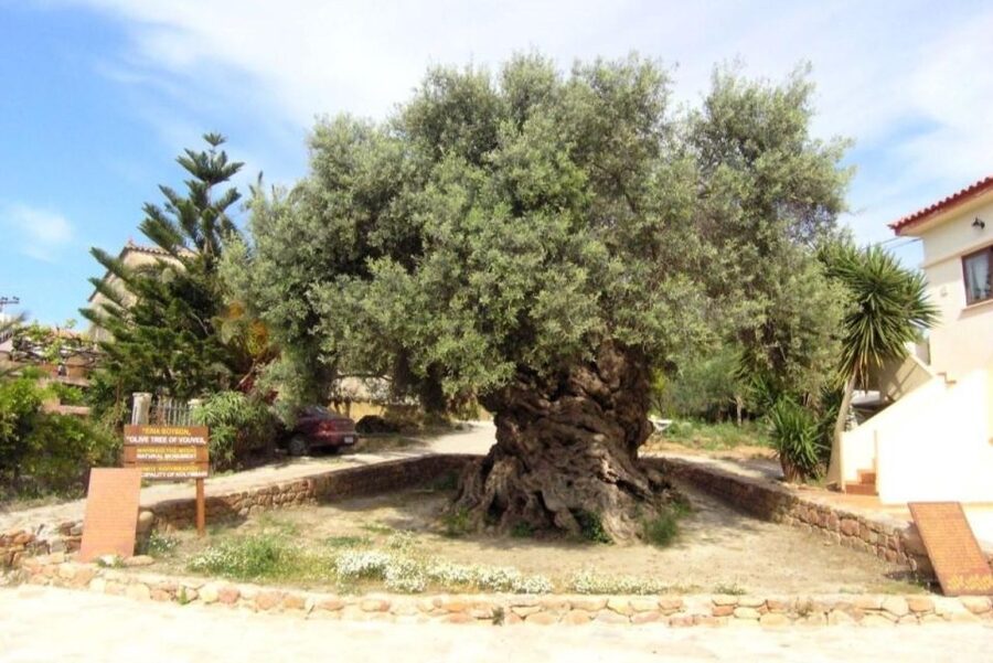 Chania Area: Food Tasting Tour with Winery Visit - Who should book this tour?