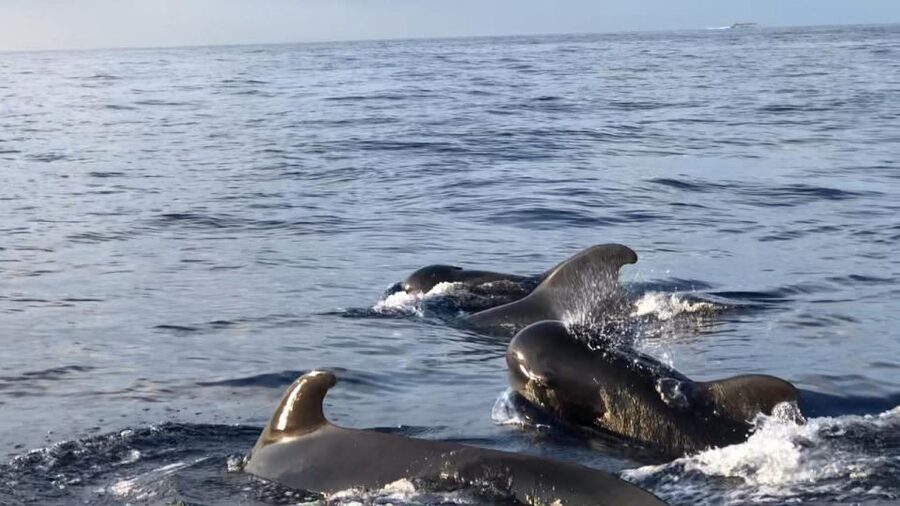 Costa Adeje: Whale and Dolphin Cruise with Food and Pickup - Key points to know before booking