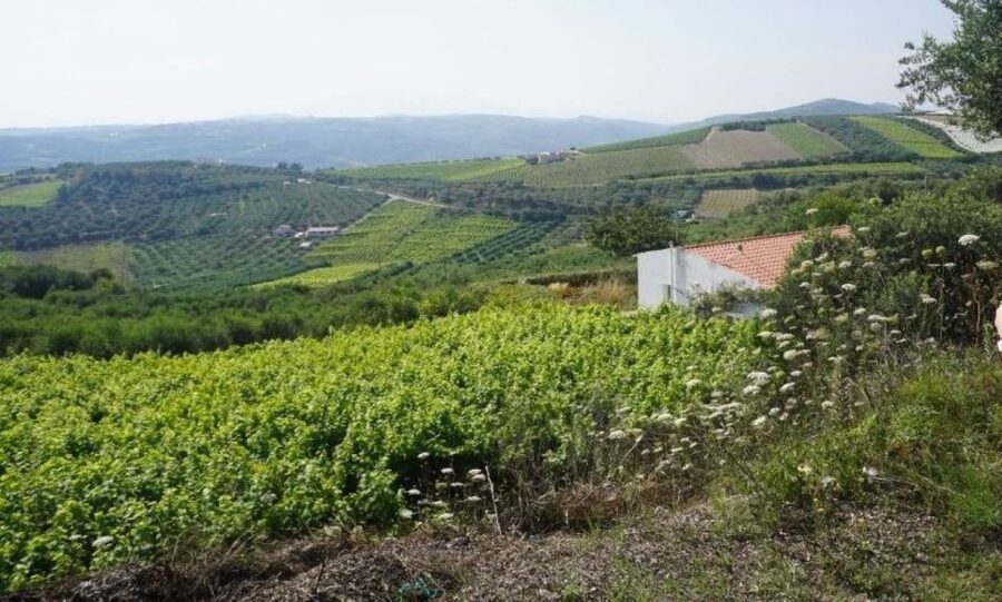 Crete: Full-Day Cretan Wines, Olive Oil, Raki and Food Tour - Why the small group matters
