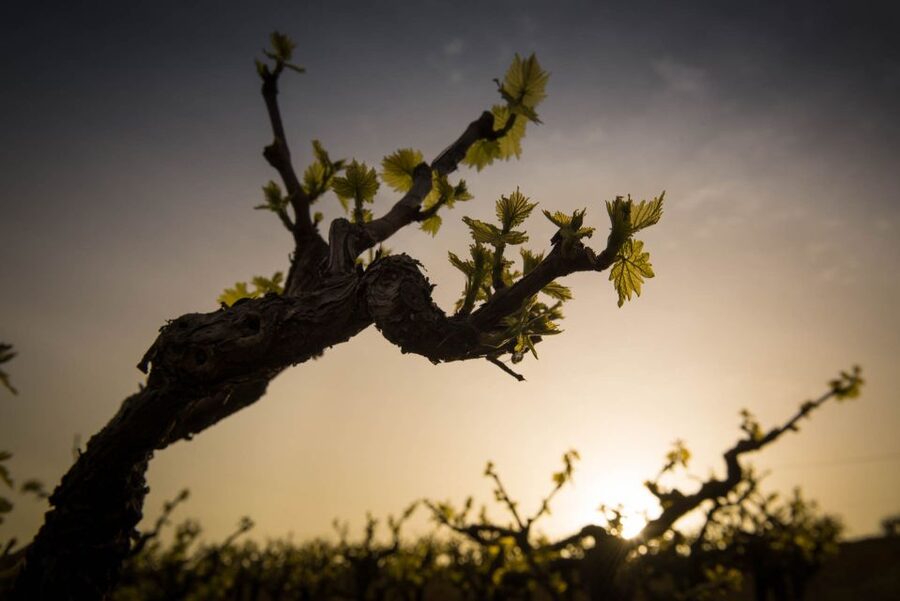 Crete: Olive, Wine, & Raki on a Flavorful Culinary Journey - Key points to know before booking