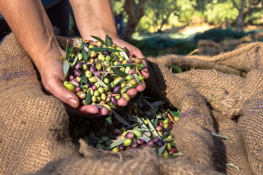 Crete: Olive, Wine, & Raki on a Flavorful Culinary Journey - Wine tasting among the vineyards