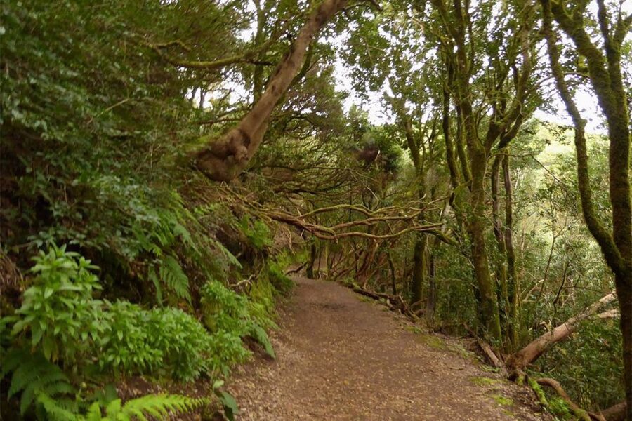 Cruz del Carmen: Hiking in Anaga with Local Food Products - Why Anaga is a good place for a guided hike