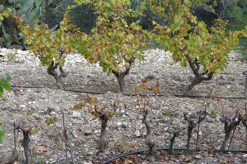 Cyprus: Troodos Mountain Food & Wine Tasting Tour with Lunch - Key points at a glance
