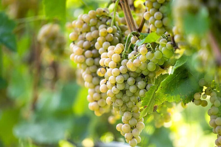 Durres Countryside Vineyards Wine Tasting & Food Pairing - Inside the bunker cellar
