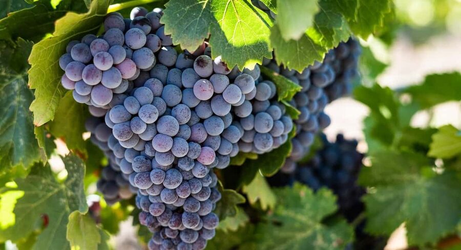 Durres Countryside Vineyards Wine Tasting & Food Pairing - The people make the evening