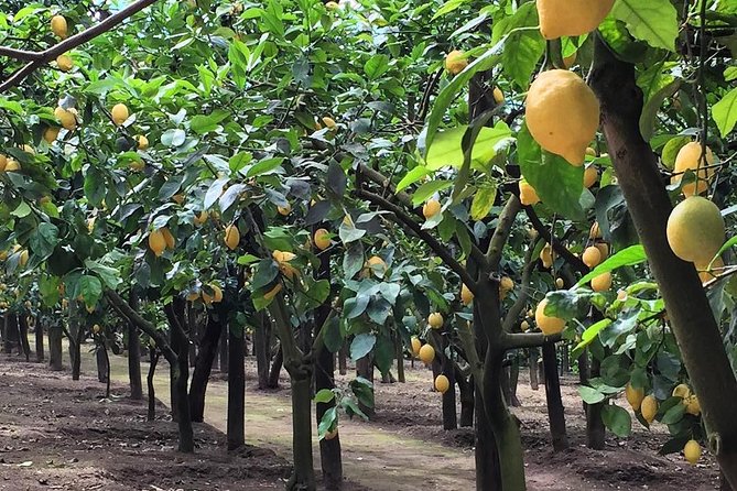 E-Bike Food and Wine Tour in the Sorrento Peninsula - Who will enjoy this ride most