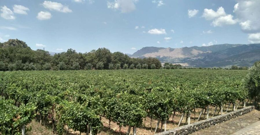 Etna: Wine Tasting and Food Tour - From Catania to Zafferana, with Etna in view