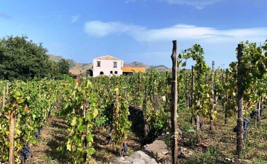 Etna: Wine Tasting and Food Tour - The second winery brings lunch and more Etna DOC wine