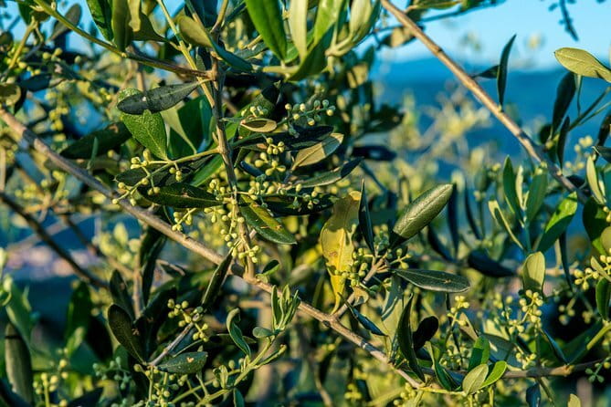 Florence Food Tour: Home-Made Pasta, Truffle, Cantucci, Olive Oil, Gelato - Pasta, truffle, and the flavors worth remembering