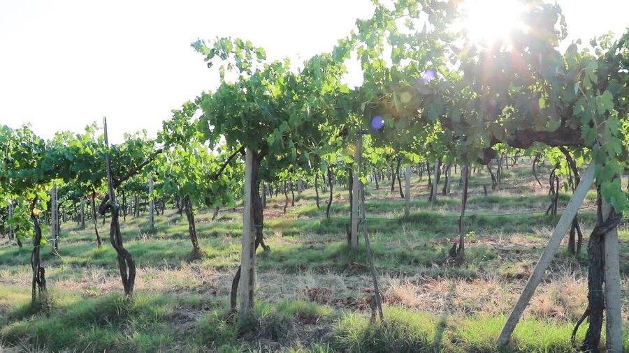 From Florence: Chianti Tour with Two Wine and Food Tastings - Walking, comfort, and practical limits