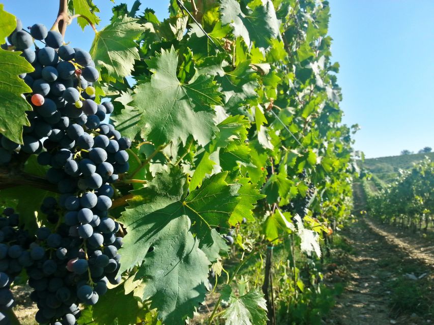 From Florence: Chianti Tour with Two Wine and Food Tastings - The optional cooking class and lunch