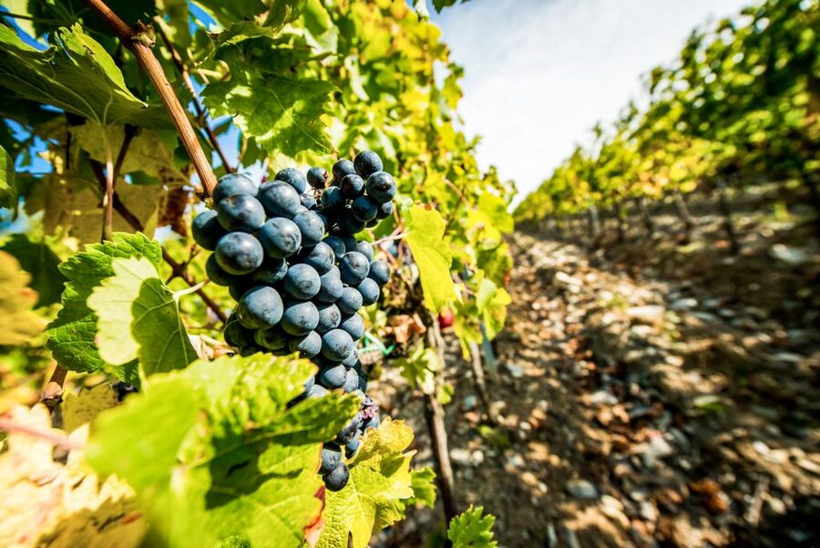 From Florence: Tuscany Wine & Food Tour with Guide - Who will enjoy this tour most