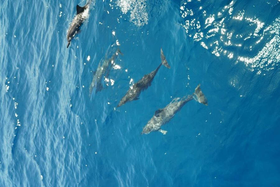 From Ka'anapali: West Maui Half-Day Snorkel Tour w/ Food - Fish, Turtles, Coral, and the Chance of Sharks