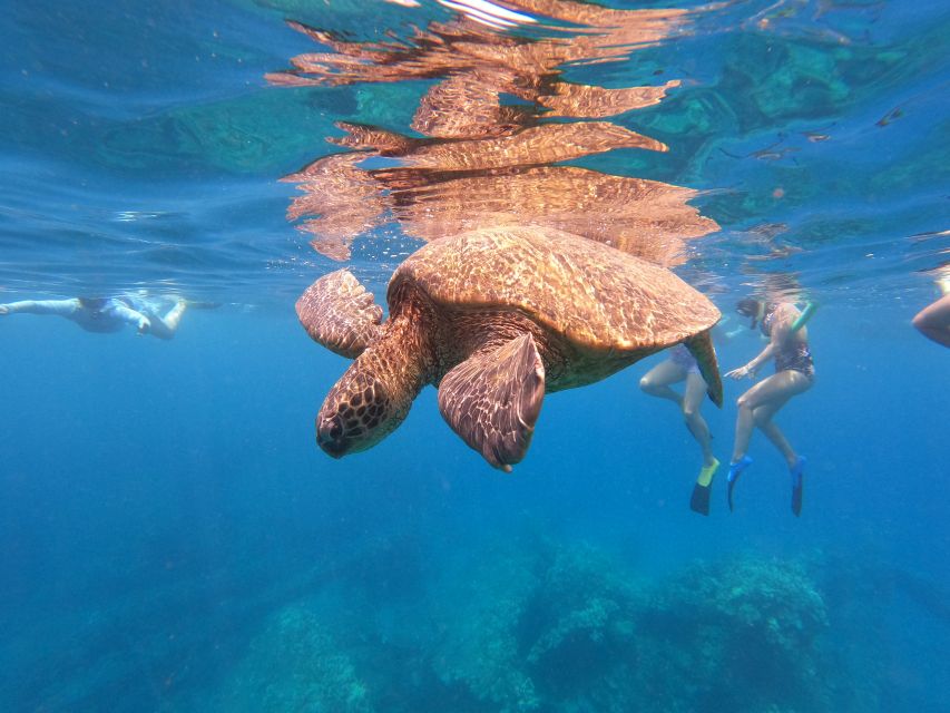 From Ka'anapali: West Maui Half-Day Snorkel Tour w/ Food - Breakfast and Wildlife on the Way Out