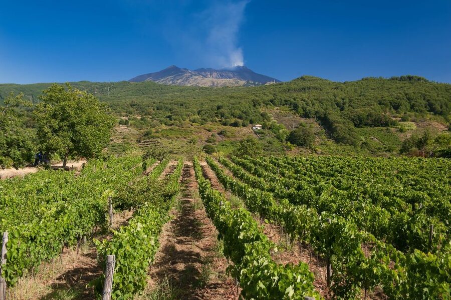 From Taormina: Private 3 Etna Wineries with Food & Wine - The final winery: views, local food, and a relaxed finish