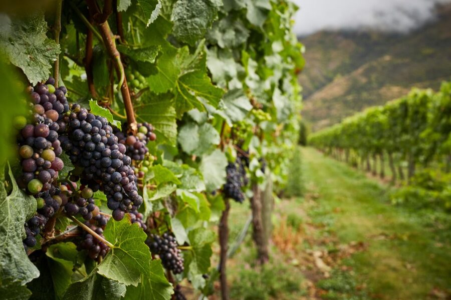 Gourmet Food and Wine Tour with Lunch and Wine Tastings - Who Will Enjoy This Wine Tour Most