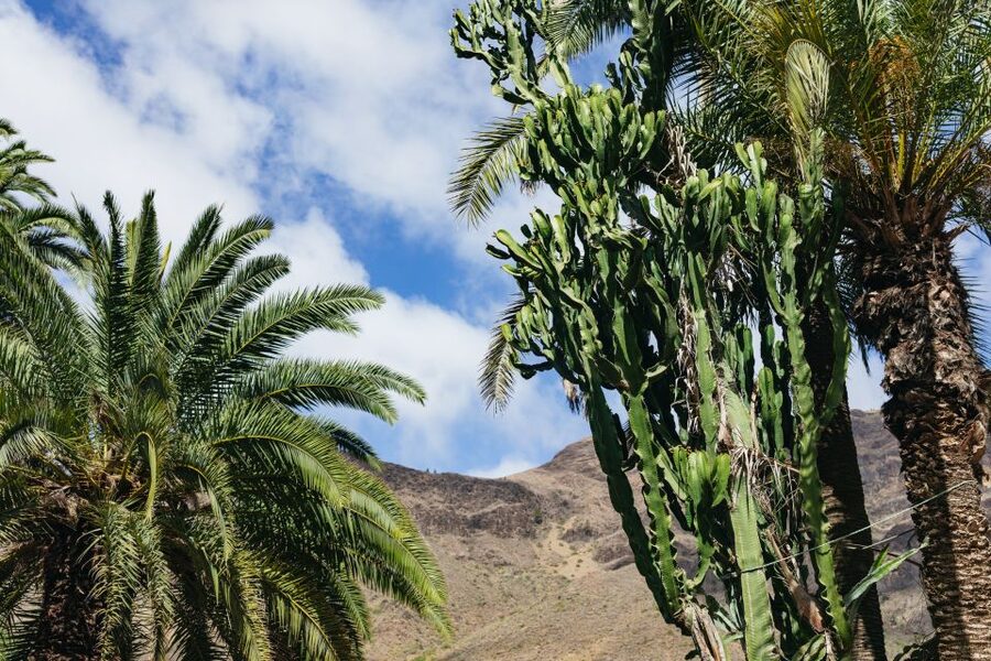 Gran Canaria: Camel Ride Safari w/ Optional Food & Transport - Should you book the Camel Safari Park?