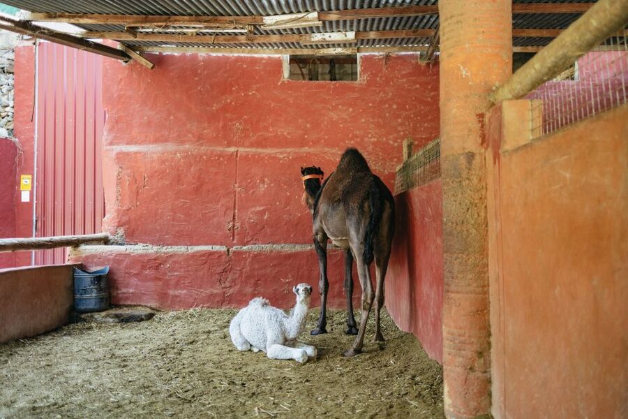 Gran Canaria: Camel Ride Safari w/ Optional Food & Transport - The one-hour camel ride through the ravine