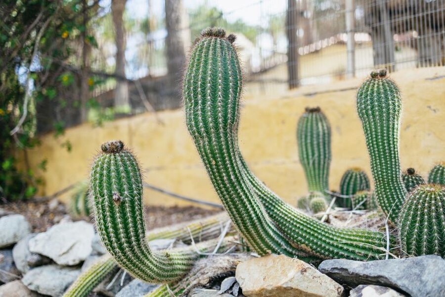 Gran Canaria: Camel Ride Safari w/ Optional Food & Transport - Practical tips for a smoother visit