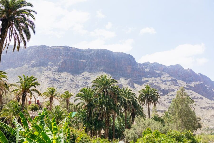 Gran Canaria: Camel Ride Safari w/ Optional Food & Transport - Entering the 10,000-square-meter oasis