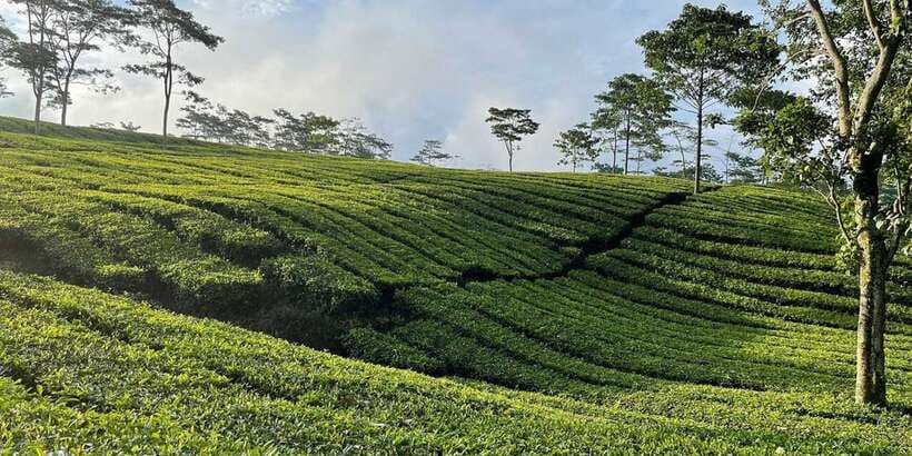 Jakarta: Volcano, Tea/Rice Fields, Hot Spring, Local Food - Coffee at Kopi Luwak Cikole