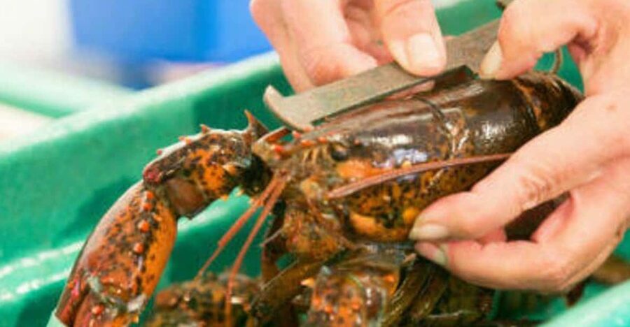 Kennebunkport, Maine: Lunchtime Culinary Walking Tour - Craft beer, fruit soda, and Maine drinks