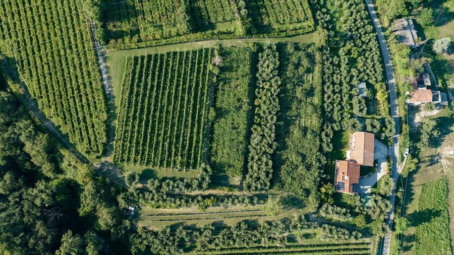 Lake Garda: Tour with 4 Olive Oil Tasting & Local Food - Key things to know before you book