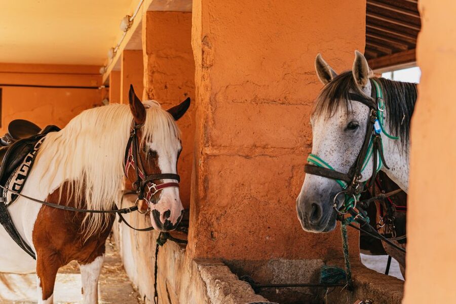 Mallorca: Horseback Riding Experience with Food Options - Is $42 a fair price?