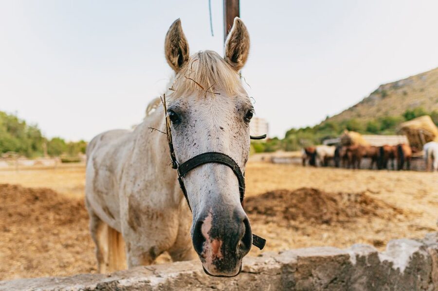 Mallorca: Horseback Riding Experience with Food Options - Meeting your horse and guide