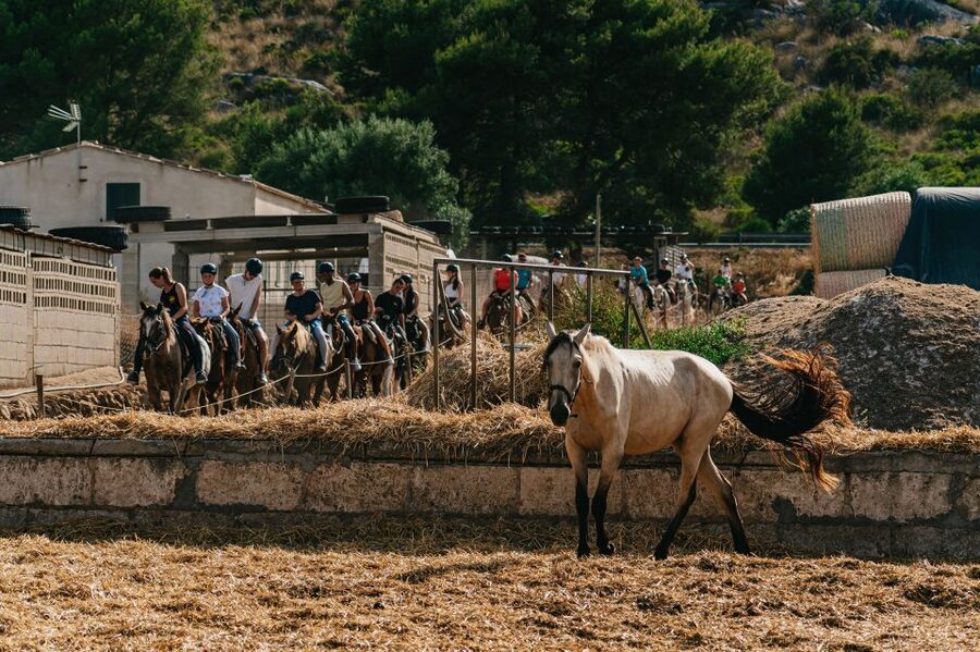 Mallorca: Horseback Riding Experience with Food Options - The route through trees and up the mountain