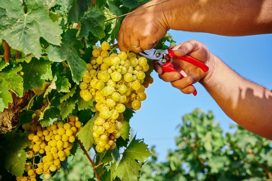 Marsala: Florio Winery Tour with Food-Paired Wine Tastings - Timing, Language, and Group Size