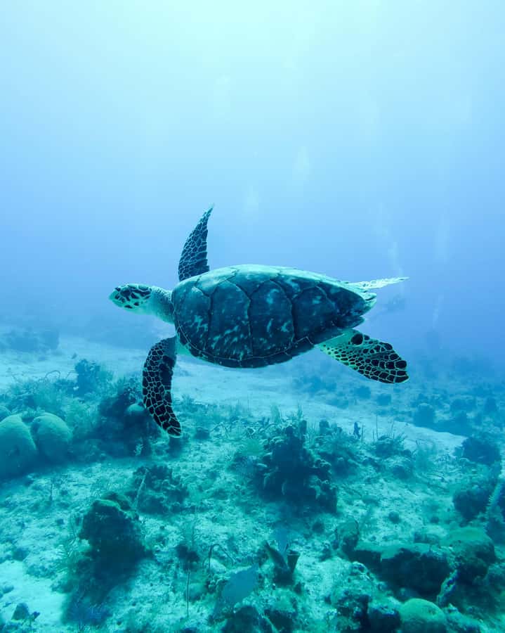Mauritius: Snorkeling with Turtles & Port Louis Street Food - Five things to know before you book