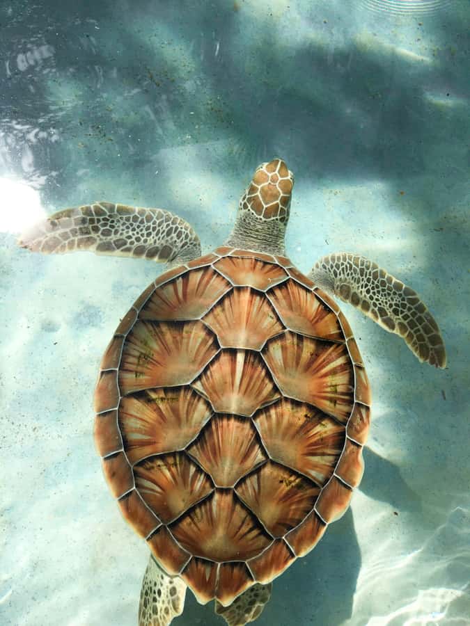 Mauritius: Snorkeling with Turtles & Port Louis Street Food - A morning that moves from reef to market