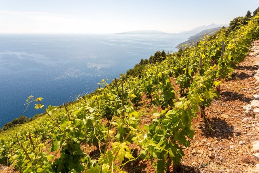 Pelješac Full-Day Wine and Food Tour from Dubrovnik - Ston’s walls and salt works