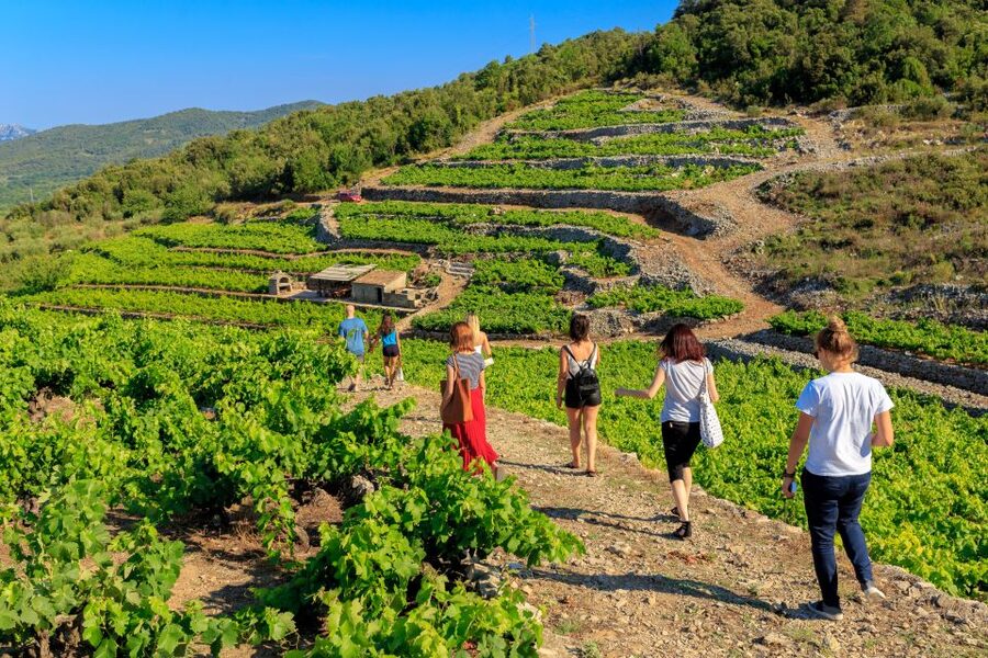 Pelješac Full-Day Wine and Food Tour from Dubrovnik - Who will enjoy this tour most