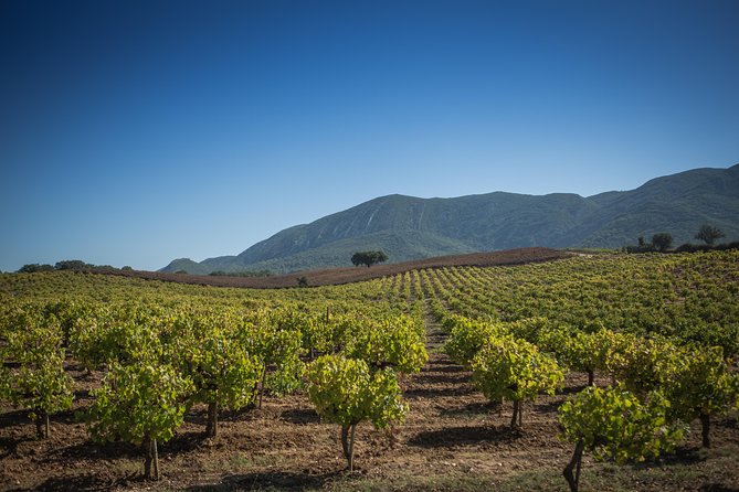 Private Lisbon Arrabida Wine Tour: Food & Wines, Mountain and Sea - Livramento Market: the best start for local flavor