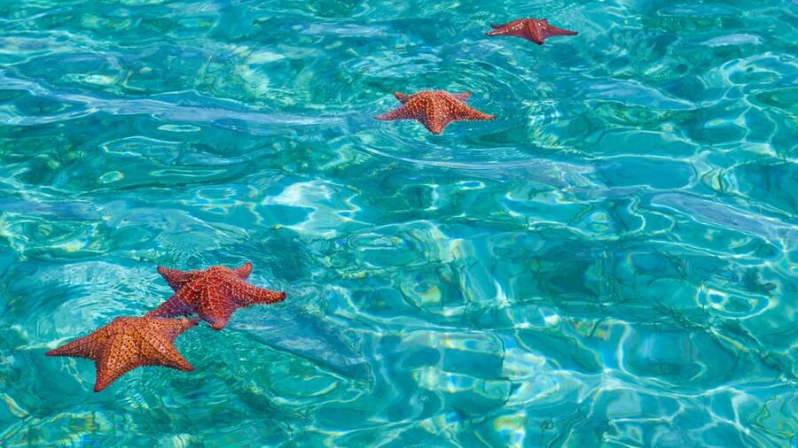 Punta Cana: Saona Island Catamaran Tour with Food & Open Bar - What to pack for a smoother day