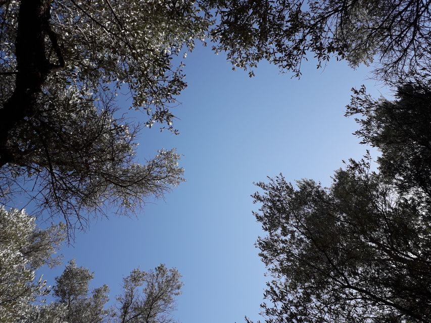 Rethymno: Olive Oil Tasting with Cretan Food Pairing - Walking through a 2,000-year-old olive grove